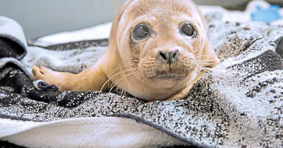 Rio the rescued seal pup dies