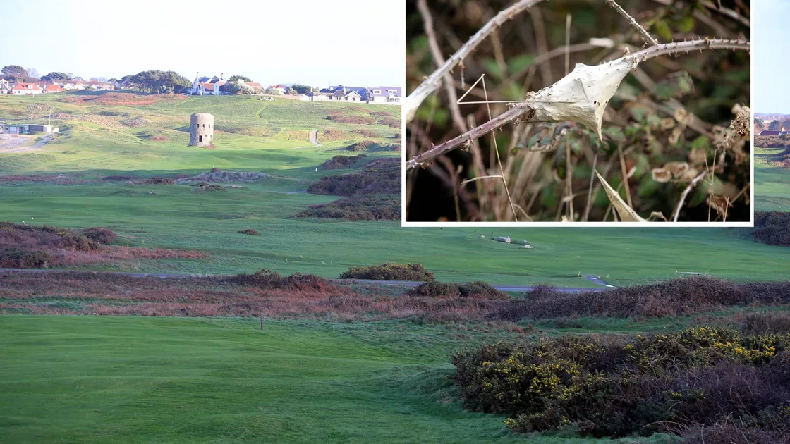 L'Ancresse with an inset image of brown-tail moth 'tent'. Montage by Peter Frankland)