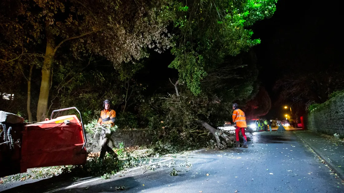 Picture By Peter Frankland. 26-11-21 Tree down in Rohais. Special Branch tree Surgeons were on hand to remove it.Storm Arwen. (30246549)