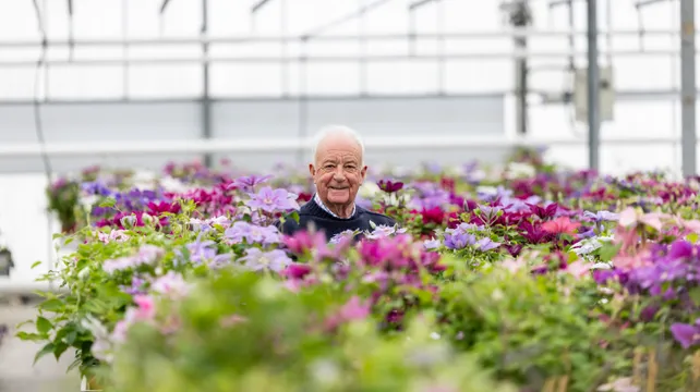 The king of clematis going for gold once more at Chelsea