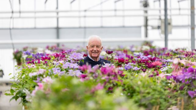 The king of clematis going for gold once more at Chelsea