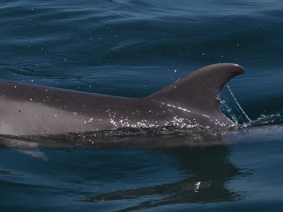 Trevor the dolphin has a distinct notch about two-thirds of the way down his fin, which has allowed the DolFin Project to ID match him for the last three years in Guernsey waters. (Picture by Nicky Harris)