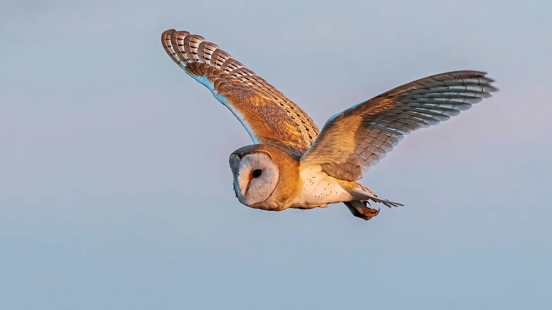 Barn owl