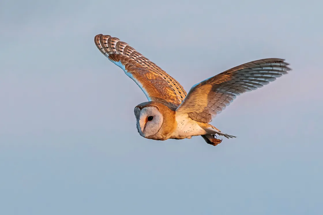 Barn owl