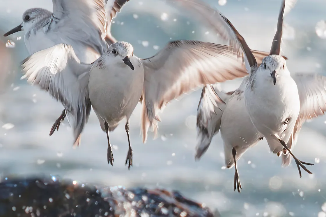 Sanderling