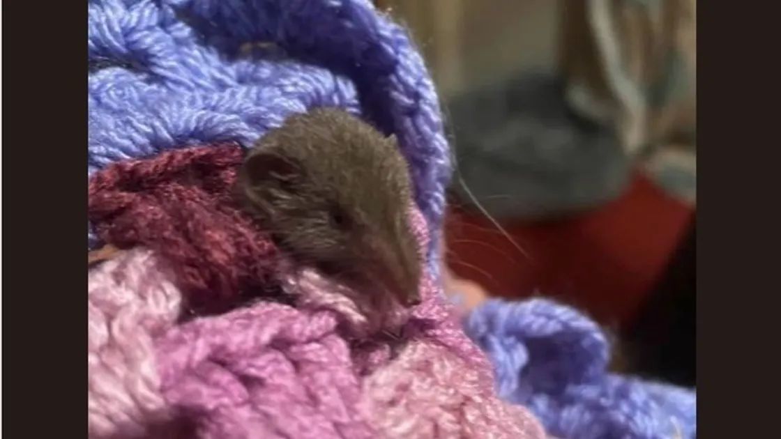 There had previously been no confirmed sightings of the greater white-tipped shrew in the UK, despite its being common in Guernsey. (31424952)