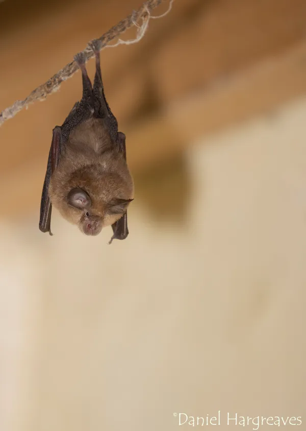 Rhinolophus hipposideros - lesser horseshoe bat