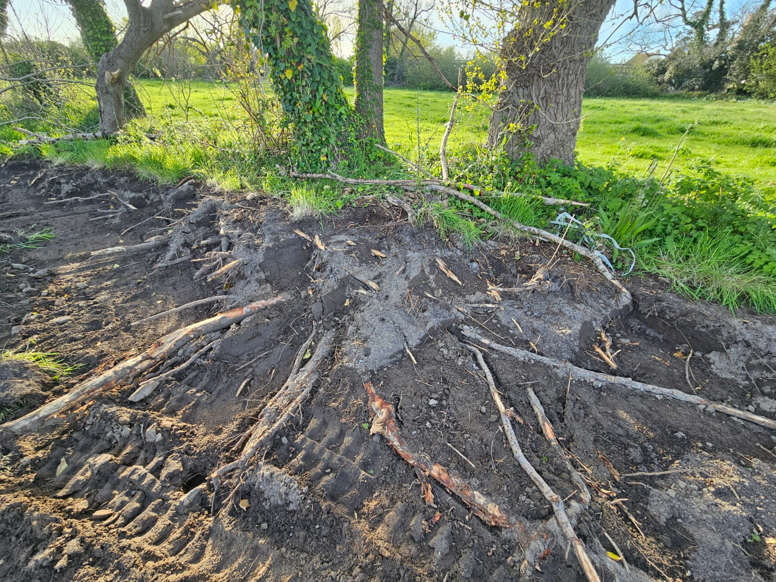 DPA serves tree protection order on land owner