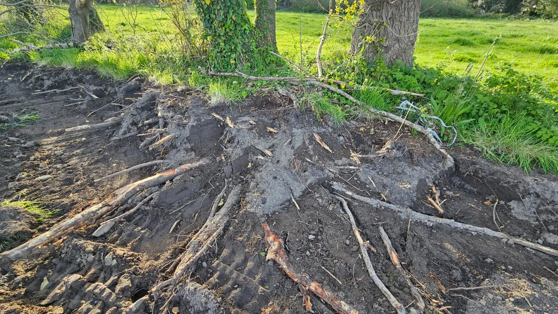 The damage to poplar trees at a site in Les Tracheries Road was reported to the Development & Planning Authority on Monday evening.
