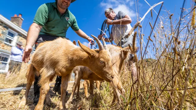 Trio of Royal Golden Guernseys join the Conservation Herd