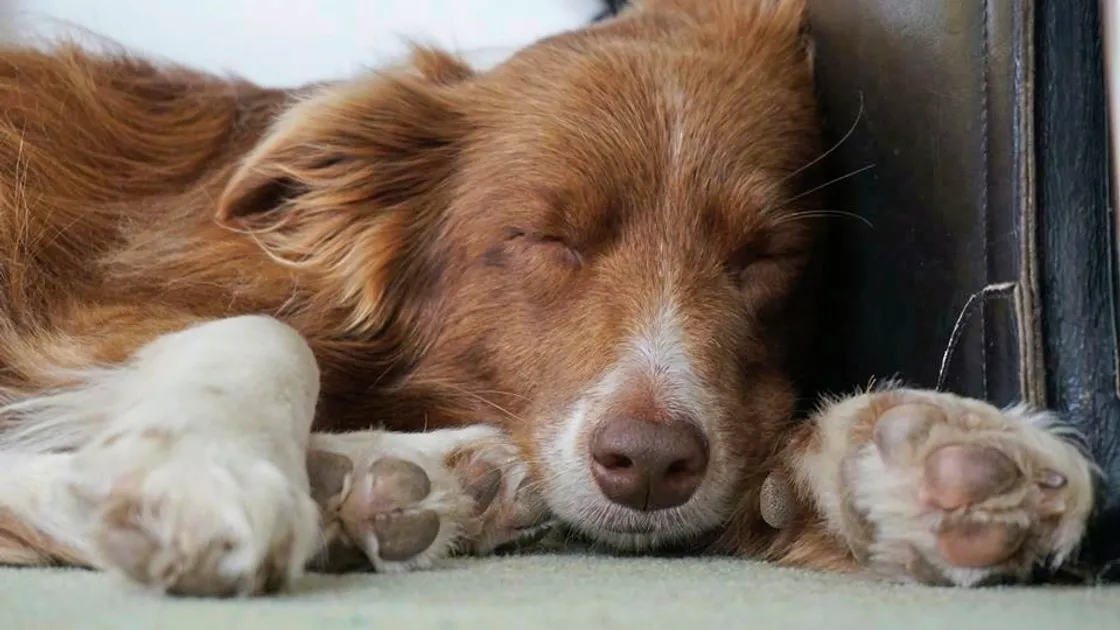 Irie Bisson looked serene in this picture, which won the sleeping pets category.