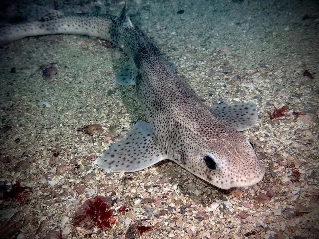 Small-spotted catshark