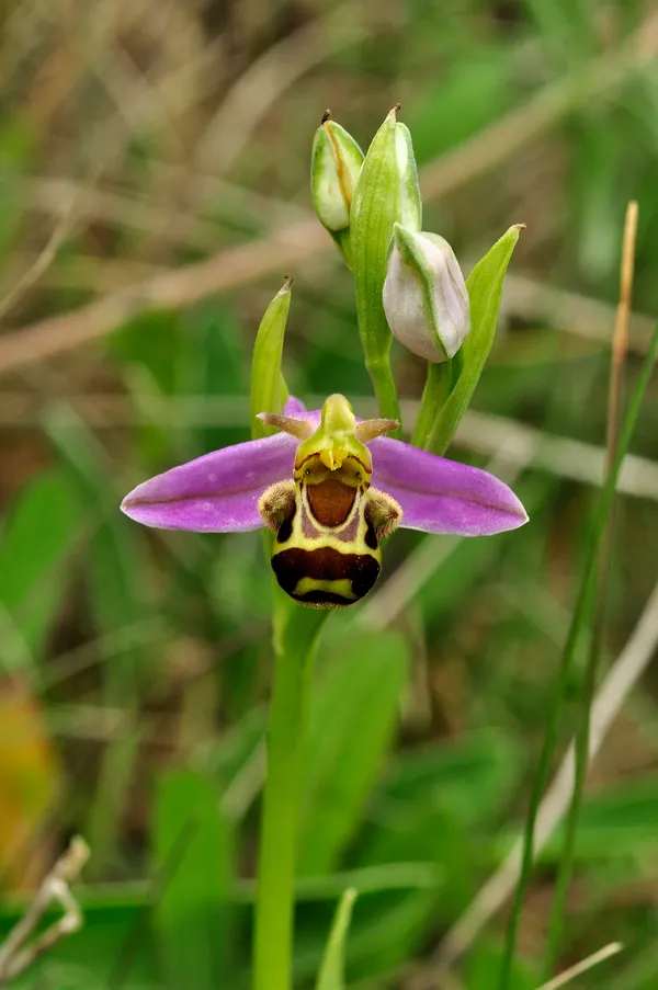 Bee orchid