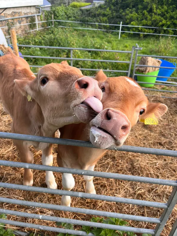The two young Guernsey steer calves