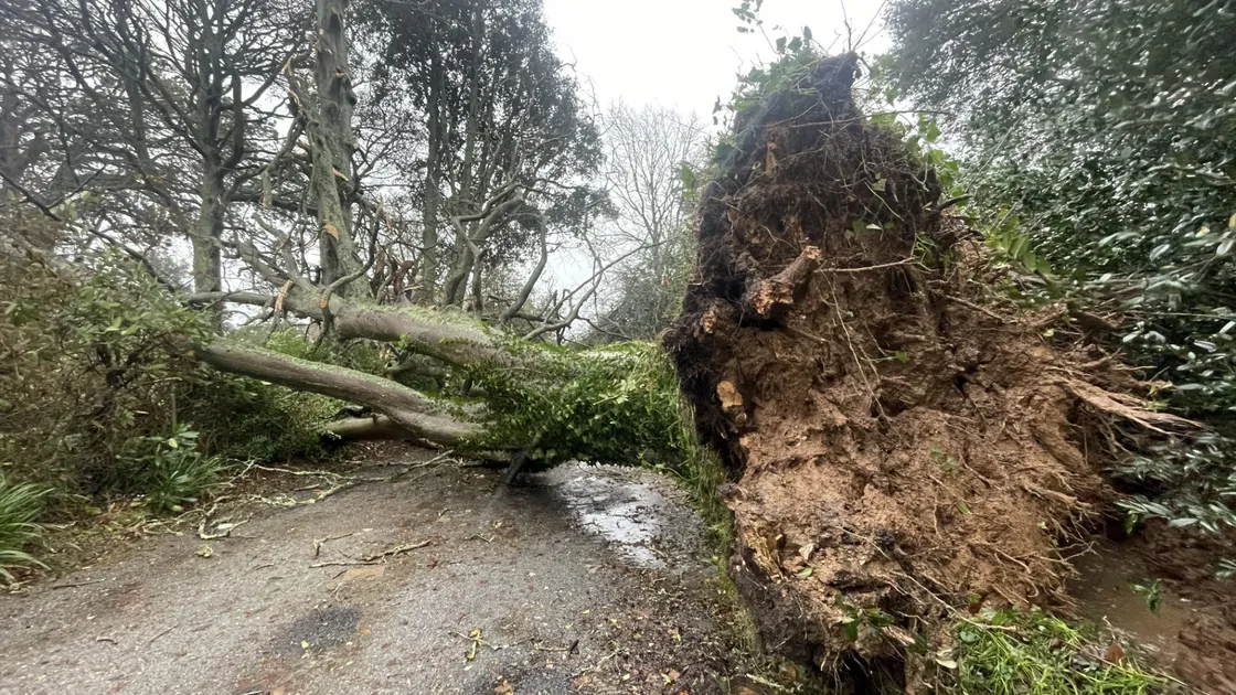 Picture by Sophie Rabey. Arbology Tree Services was busy working to remove the fallen trees at Sausmarez Manor. (32683504)