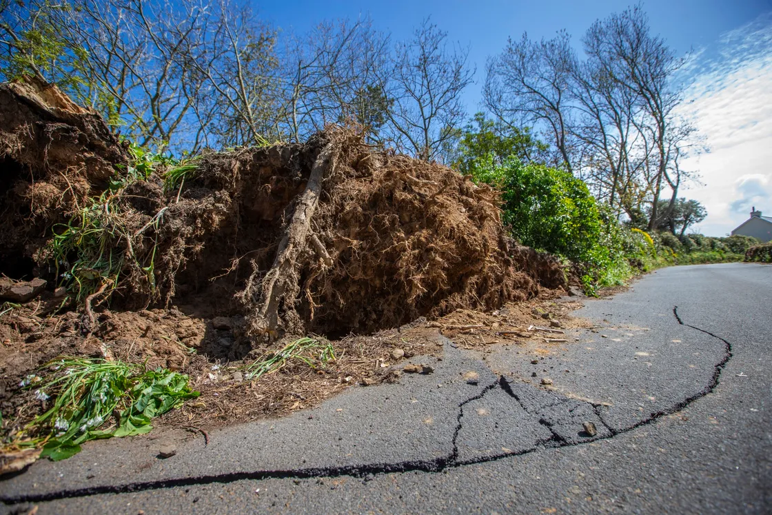 Two trees have been blown over at a property in Rue du Hamel, Castel. (Picture by Peter Frankland, 29509290)