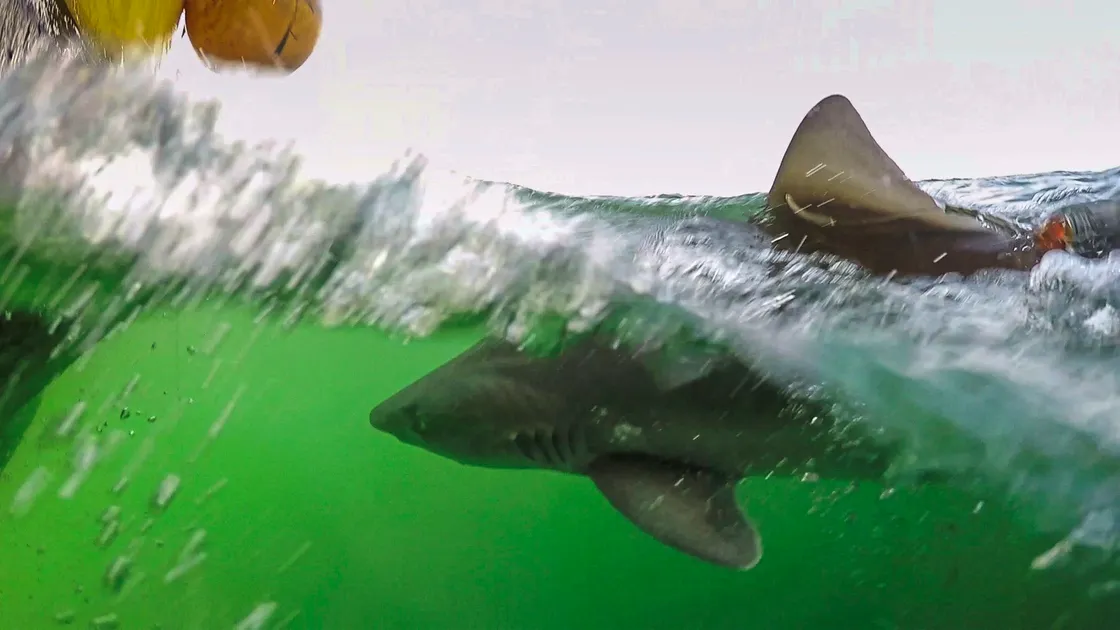 The tope is a vulnerable species and protected in British waters. The tagging project is to study their migration and behaviour patterns.