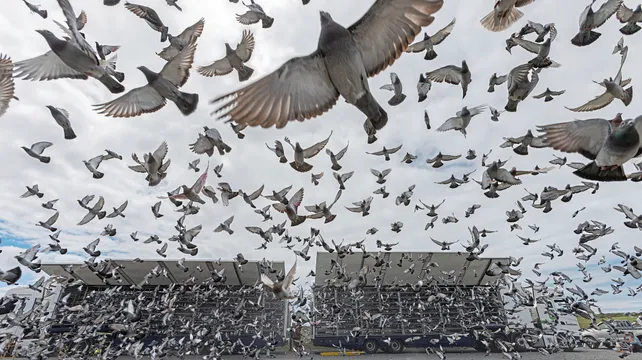 Flock of pigeon races taking place over the summer
