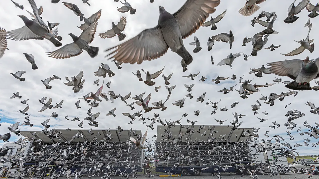The island had become a popular release spot for UK enthusiasts since Brexit, but the sport was grounded last April after aviation safety concerns.