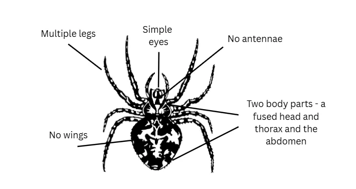 Non-insect anatomy