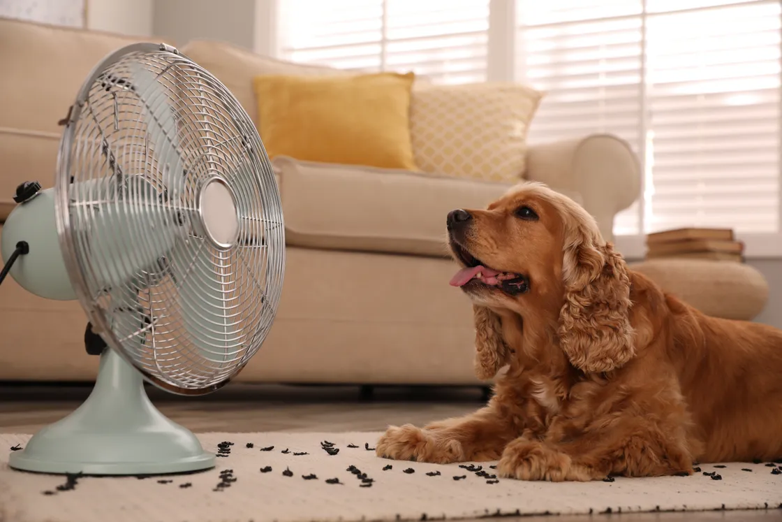 use a fan to cool your dog