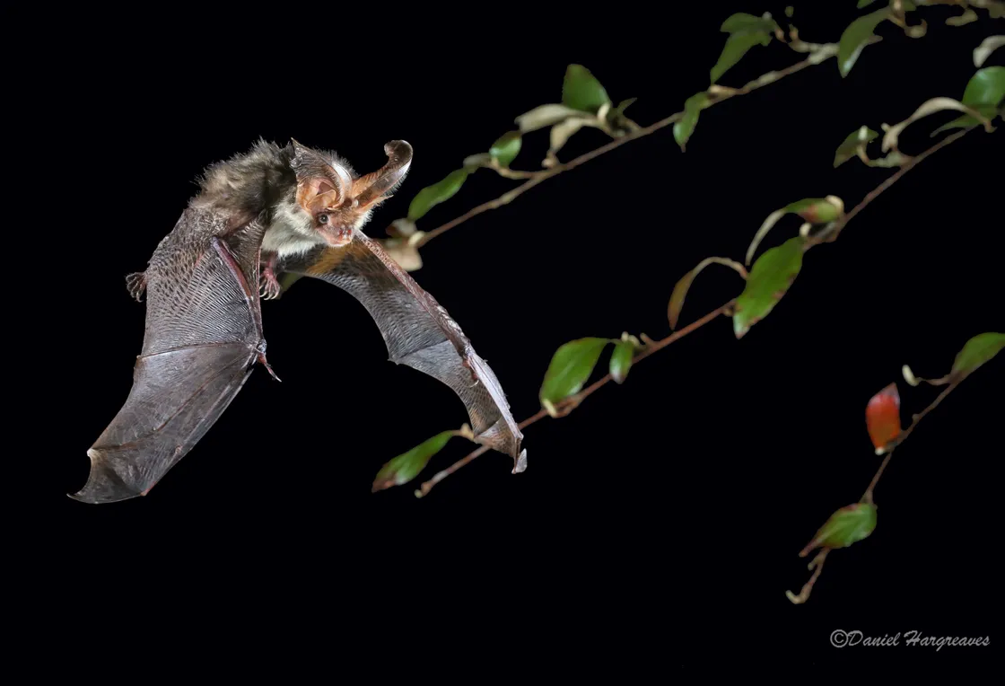 Plecotus auritus - brown long-eared bat