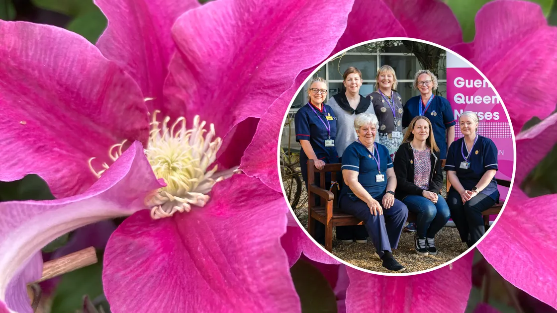 The local Queen’s Nurses who are responsible for planting the seeds of the NGS in Guernsey, have been invited to see their pink plant of pride in all its glory at the Chelsea Flower Show in May.
