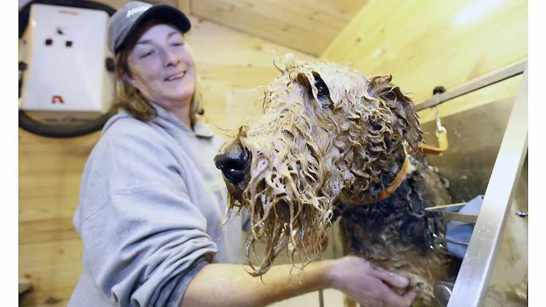 Molly the Airedale will re-create history