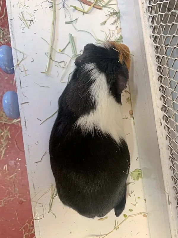 Two guinea pigs were dumped at the reception of the GSPCA. One is a boy and one is a girl, which GSPCA manager Steve Byrne suspects is pregnant. (27625982)