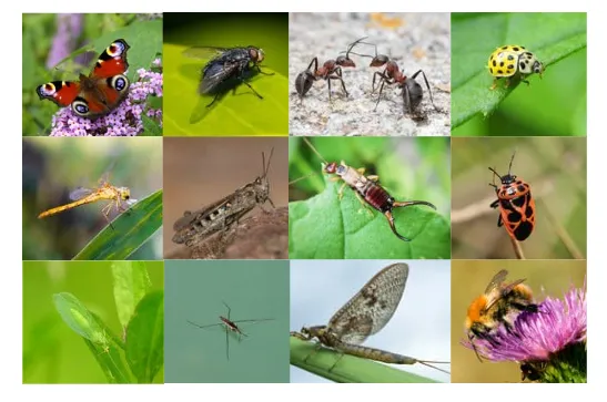 Insects and minibeasts
