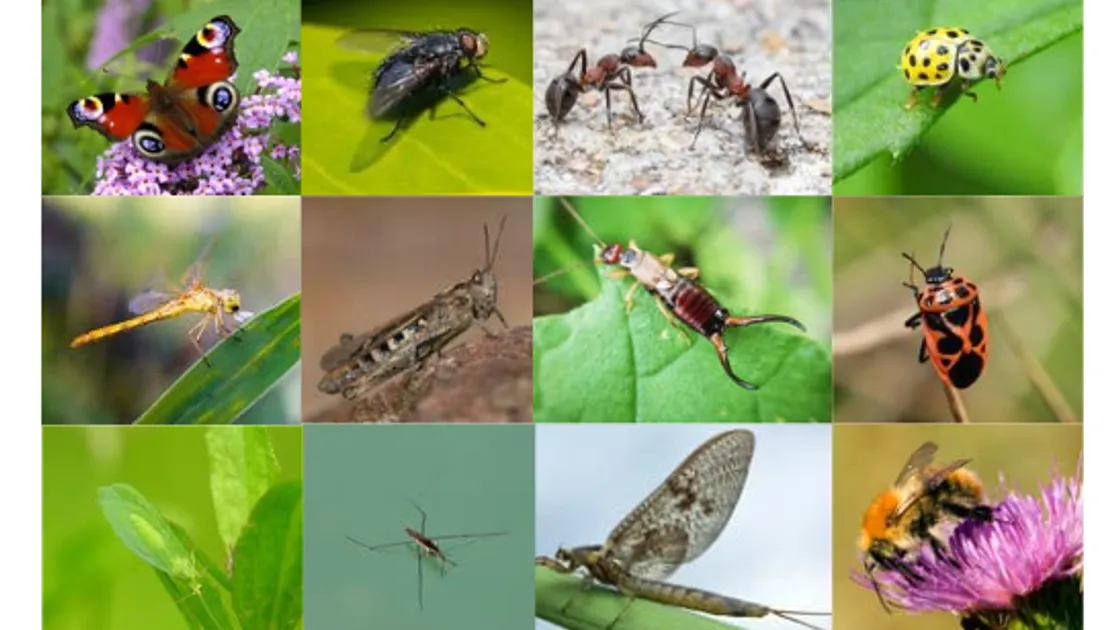 Examples of insect that can be found in Guernsey