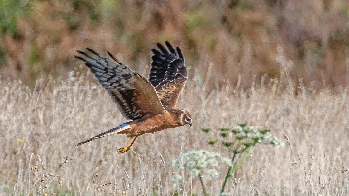 The second brown juvenile Pallid Harrier seen in Guernsey, independently reported this year by Dave Carre and Jamie Hooper. Image taken by Rod Ferbrache.  (28693254)