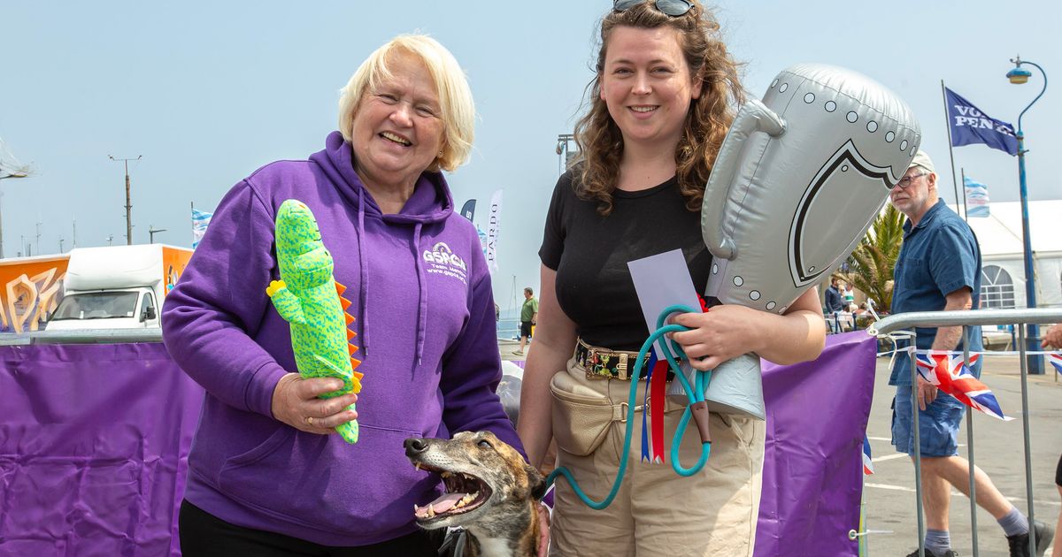 Rescue greyhound is top dog on seafront