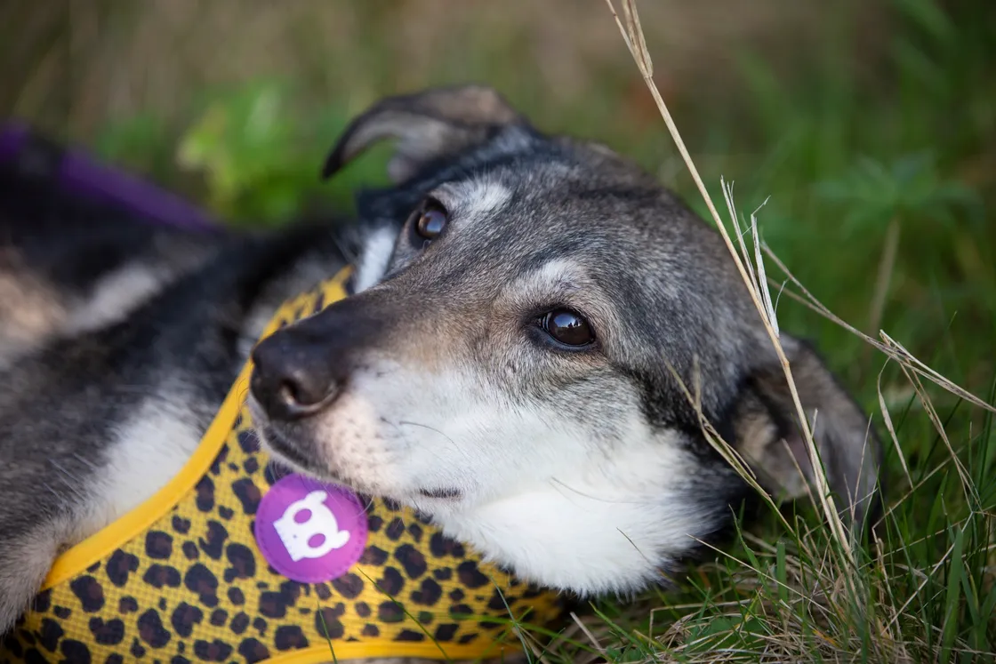 Cold and hungry, but runaway rescue dog Dora has been reunited with Tracey Gallienne, who runs an animal rescue charity, after going missing on 13 January.  (30424278)