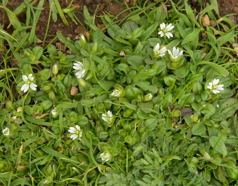 Sea Mouse-ear/ Cerastium diffusum.