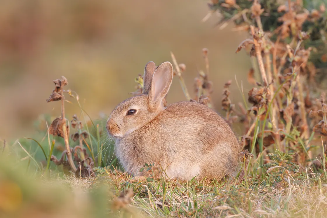 Wild rabbit