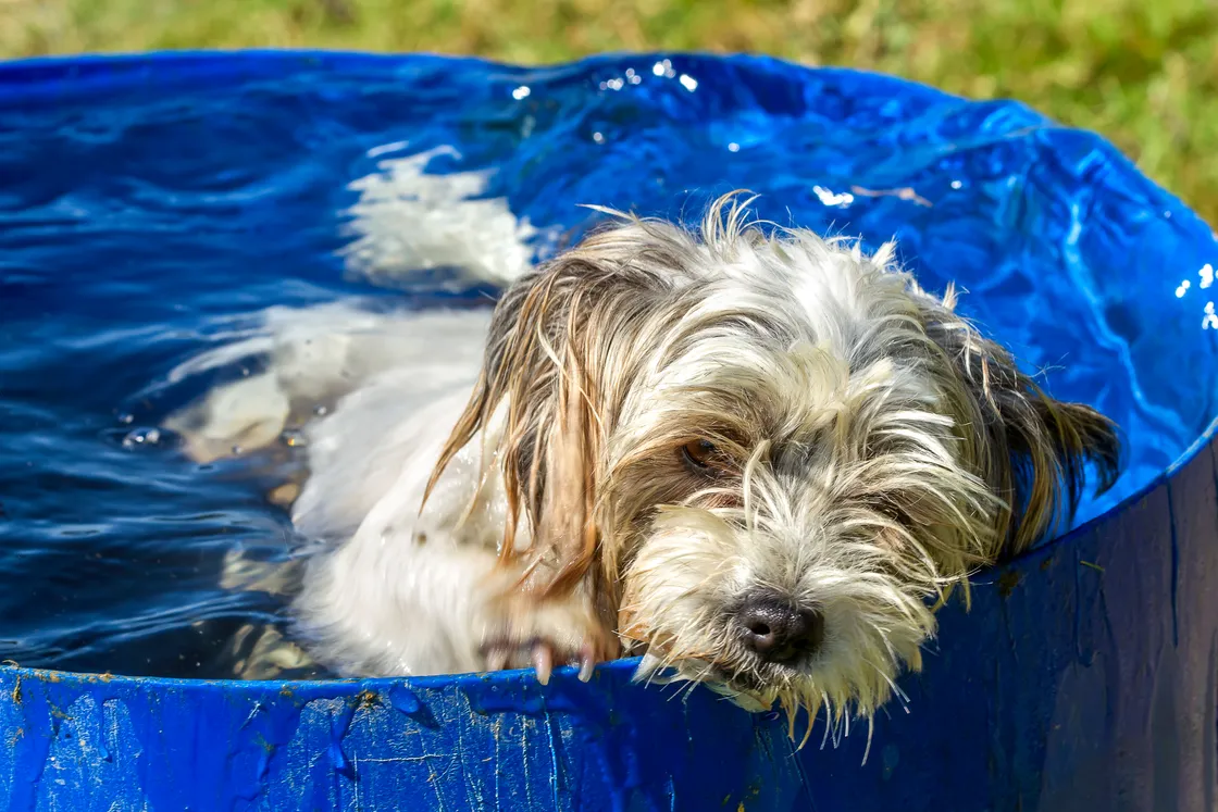 If your dog gets overheated, get them wet