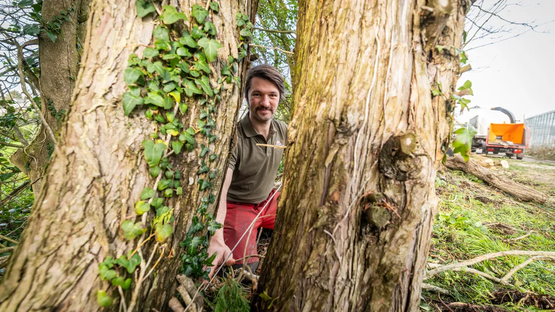 Mr Ciotti worked for eight years in the UK as a climbing arborist – a tree surgeon specialising in rope work – before focusing on tree consultancy