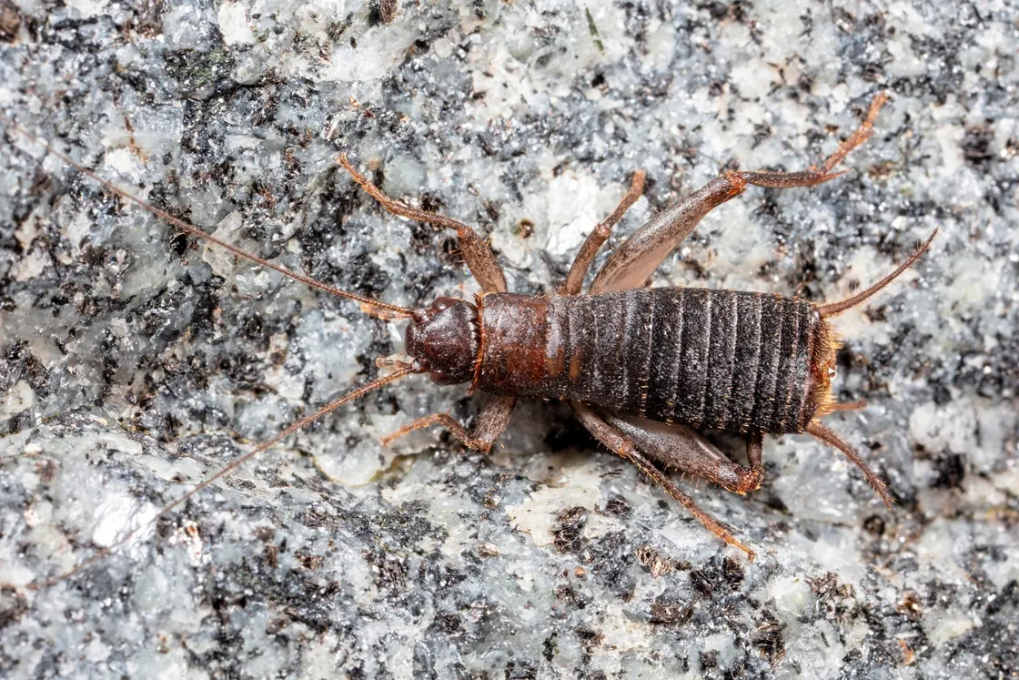 This is what they were looking for. Local wildlife and nature photographer Andy Marquis took this picture of a male scaly cricket. (www.guernseywildlife.co.uk)