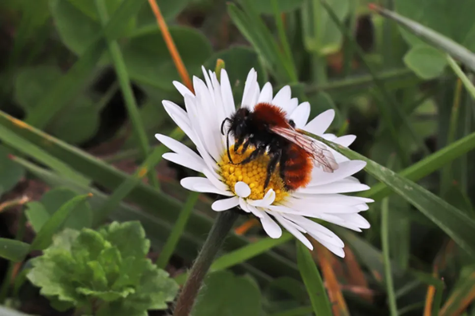 Tawny mining bee (Andrena fulva)