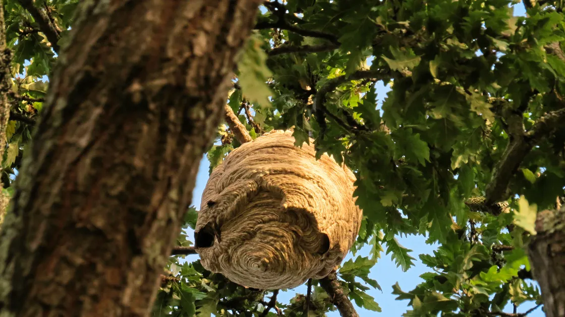 The Asian hornet’s nest was found at the top of this large oak tree, in the grounds of Elizabeth College