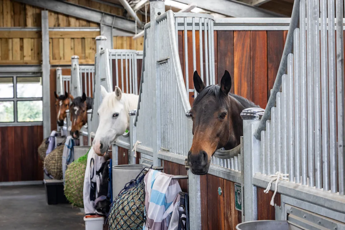 On the day the Guernsey Press visited there were 10 horses and ponies in residence with two more due to join them shortly, making up the 12 that can reside there.