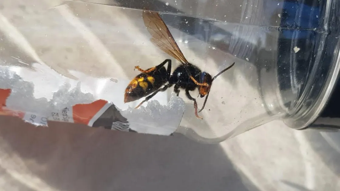 An Asian Hornet queen captured in Castel. (29539674)