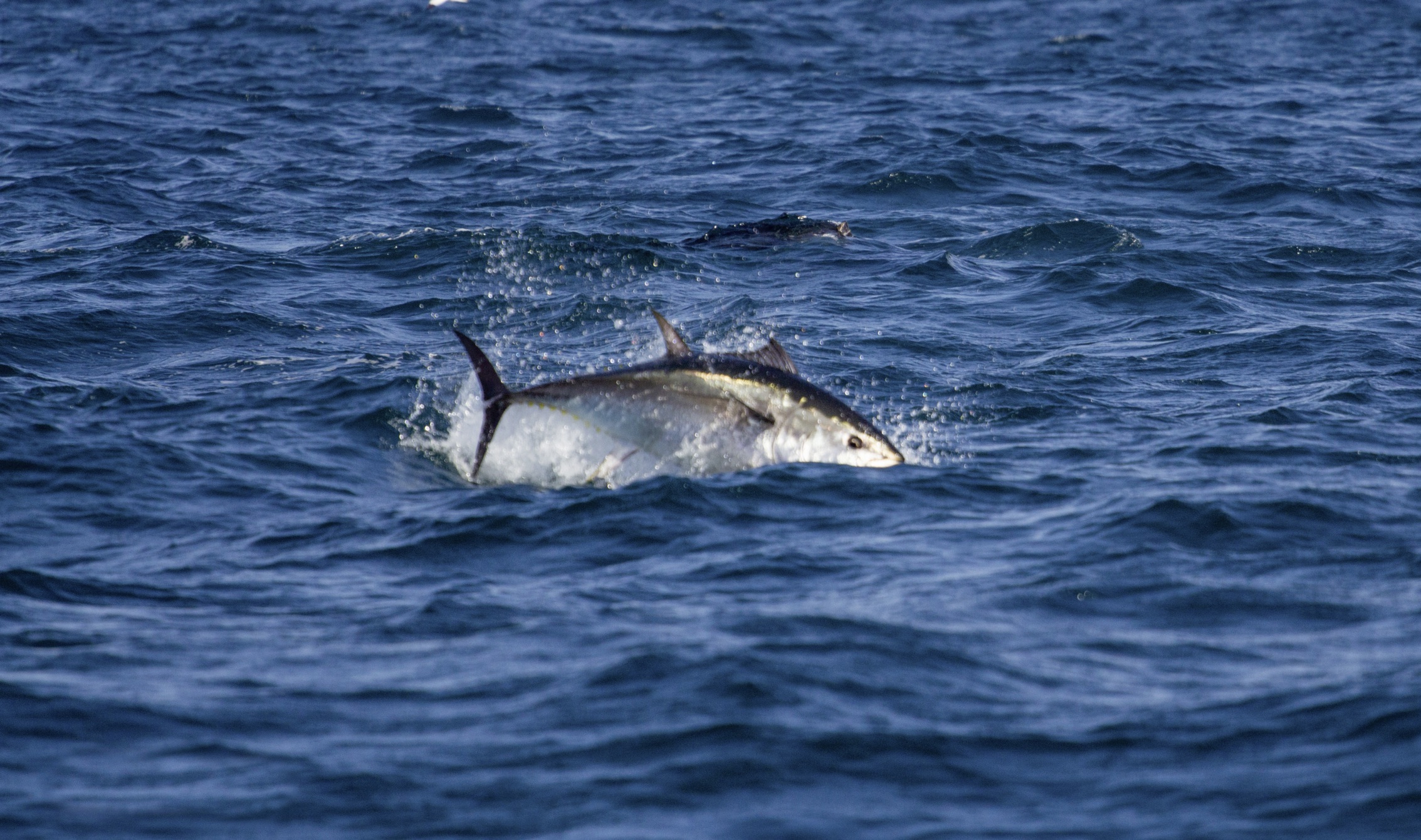Local fishermen still waiting for bluefin tuna permissions
