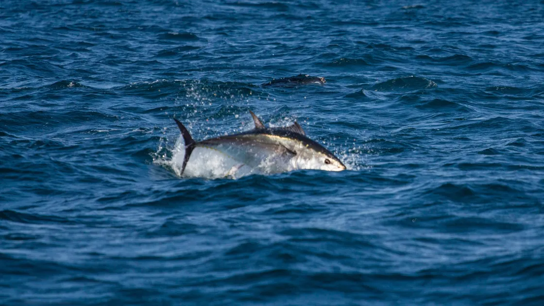A total of six licences have been granted to Jersey fishermen to catch and kill the fish as part of commercial and scientific trials taking place in Wales, Scotland and Jersey.