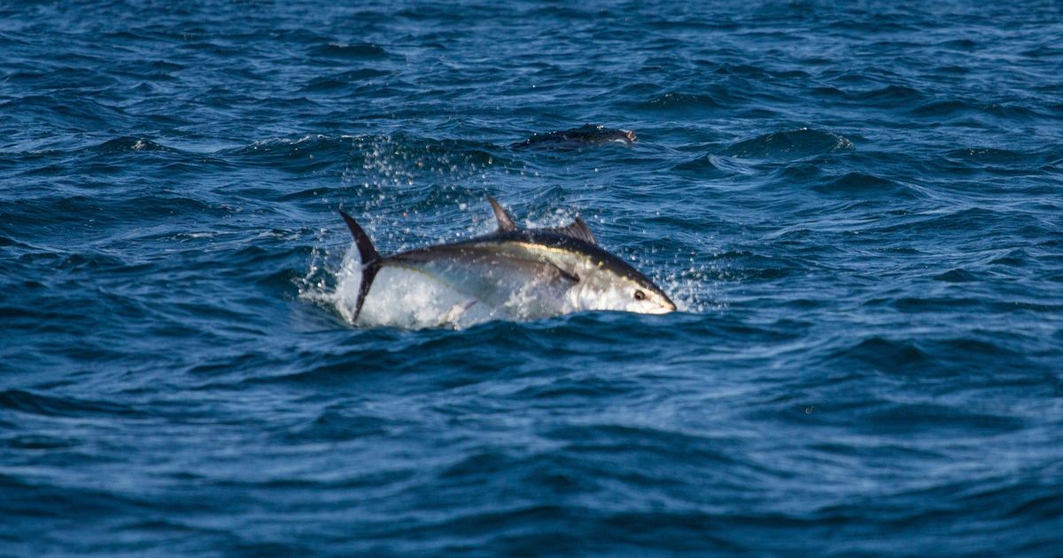 Local fishermen still waiting for bluefin tuna permissions