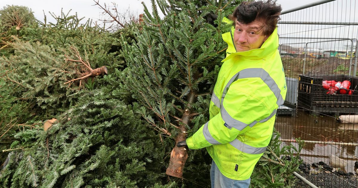 Benefits to Christmas tree recycling through States