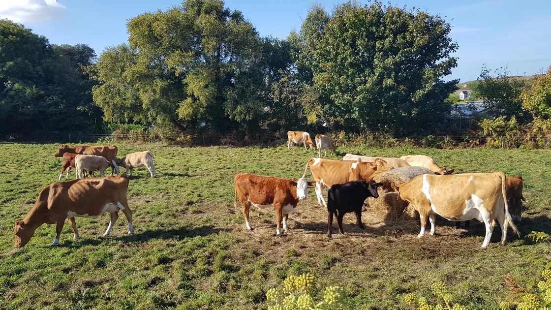 An area the size of three football pitches was lost from land zoned as an agricultural priority area in 2021. (Picture by Juliet Pouteaux, 31357605)