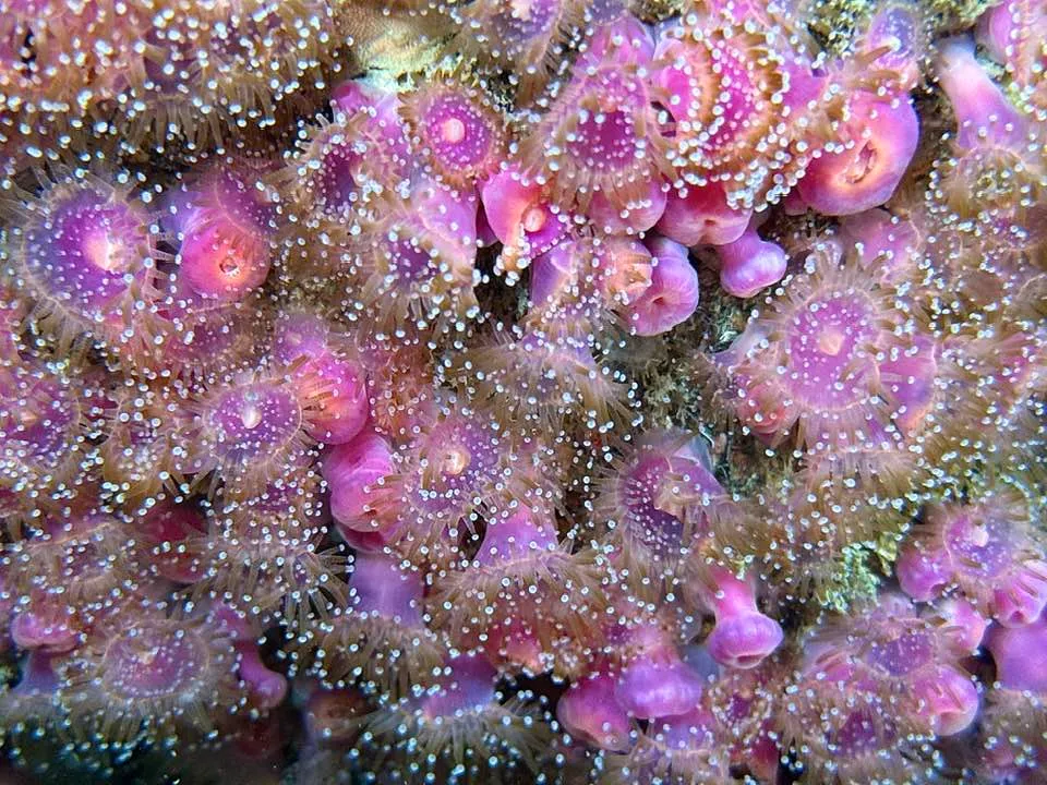 Jewel anemones