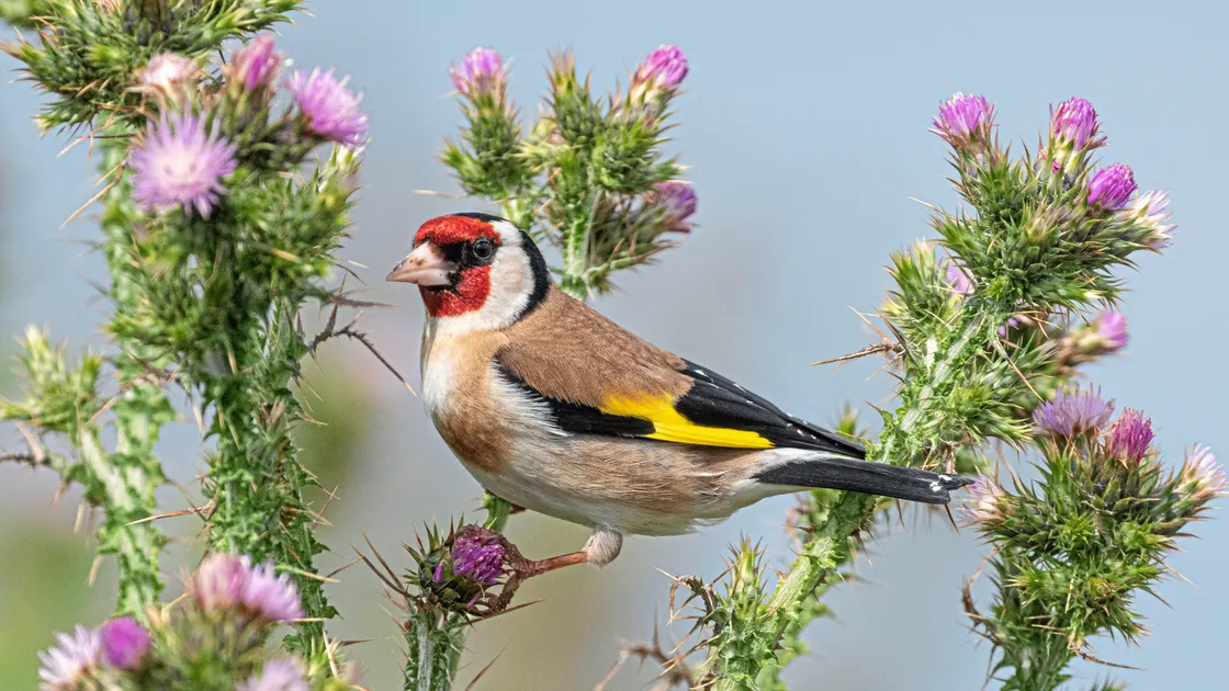 Goldfinch